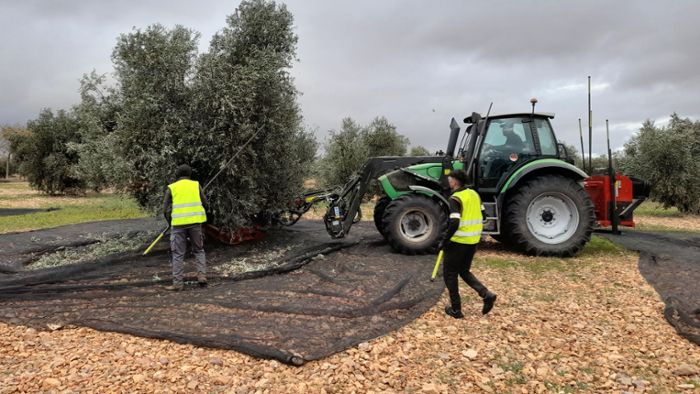 Olivenernte in Spanien: Wie  monotone Olivenplantagen artenreicher werden sollen