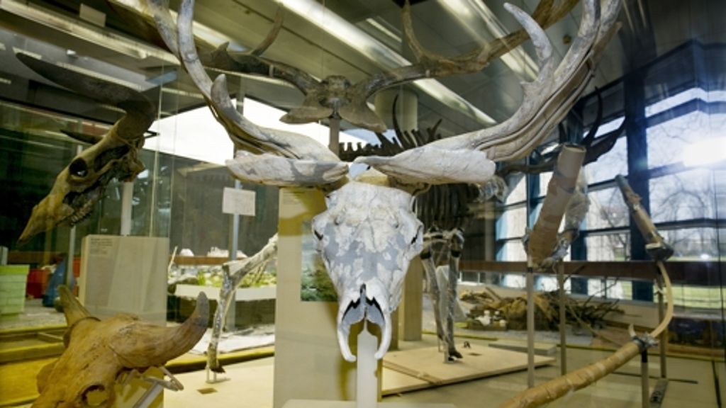 Naturkundemuseum: In Stuttgart beginnt eine neue Eiszeit