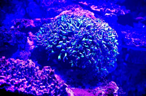 Größtes live coral reef Germany,  wäfirst, pre - 