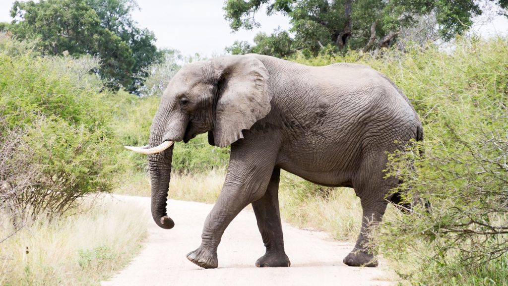 Simbabwe: Jäger von Elefanten getötet