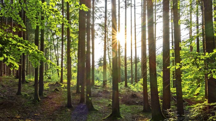 Wald im Kreis Esslingen: „Wir weinen wirklich um jede Esche“