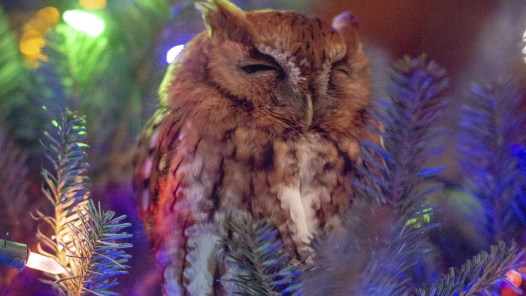 Kurioser Gast: Familie findet lebende Eule in Weihnachtsbaum
