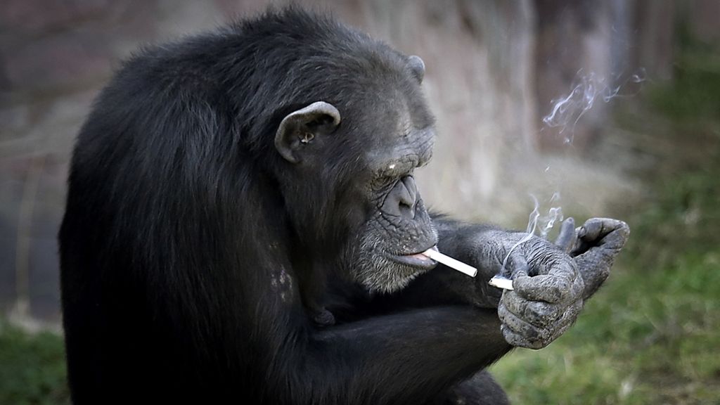 Zoo von Pjöngjang: Schimpanse zündet sich Kippen selbst an