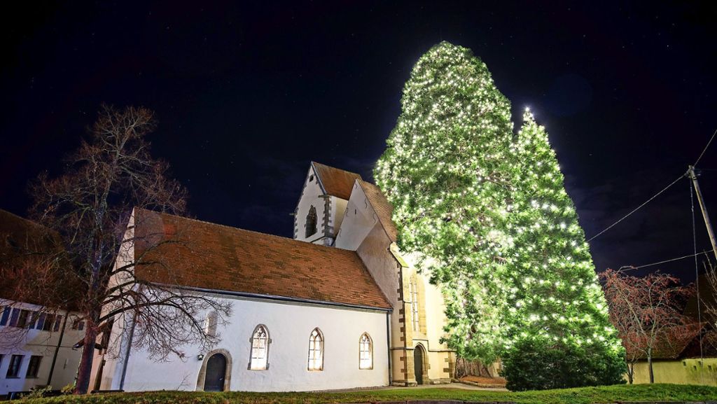 Rekordverdächtiger Weihnachtsbaum: Das Bronnweiler Baumwunder