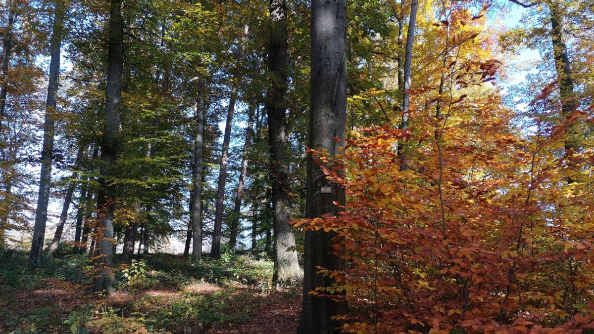 Baumbestattung in Leinfelden: Letzte Ruhe unterm Blätterdach