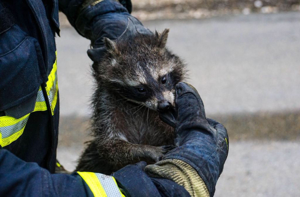 Für seine Rettung bekommt die Feuerwehr Göppingen nun Urkunde von PETA.