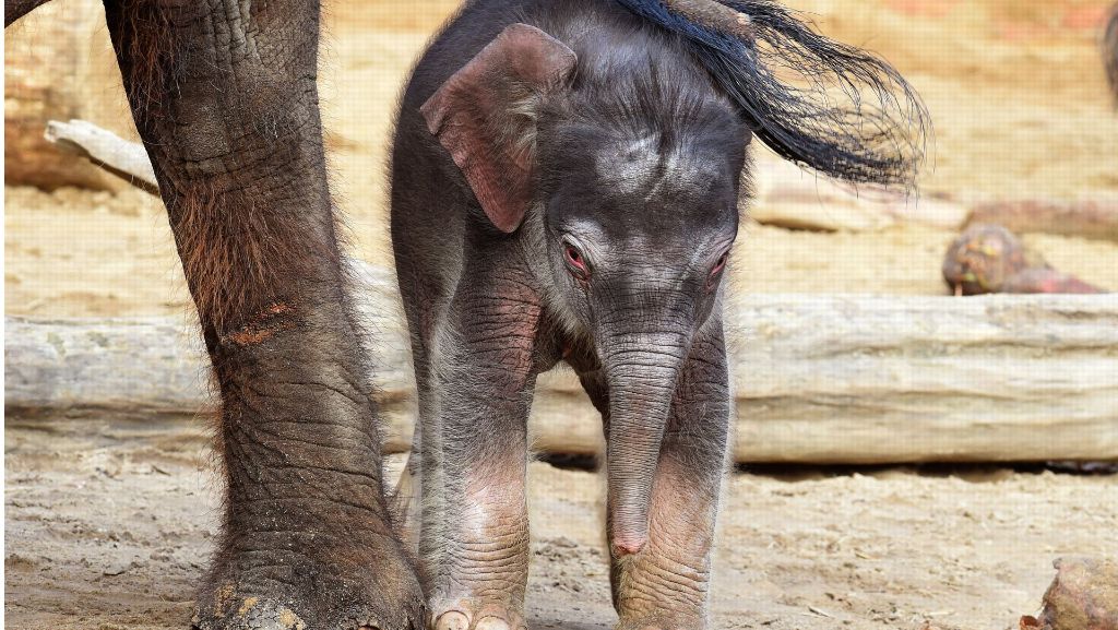 Nachwuchs im Zoo Hannover: Süße Elefantenbabys verzaubern Besucher