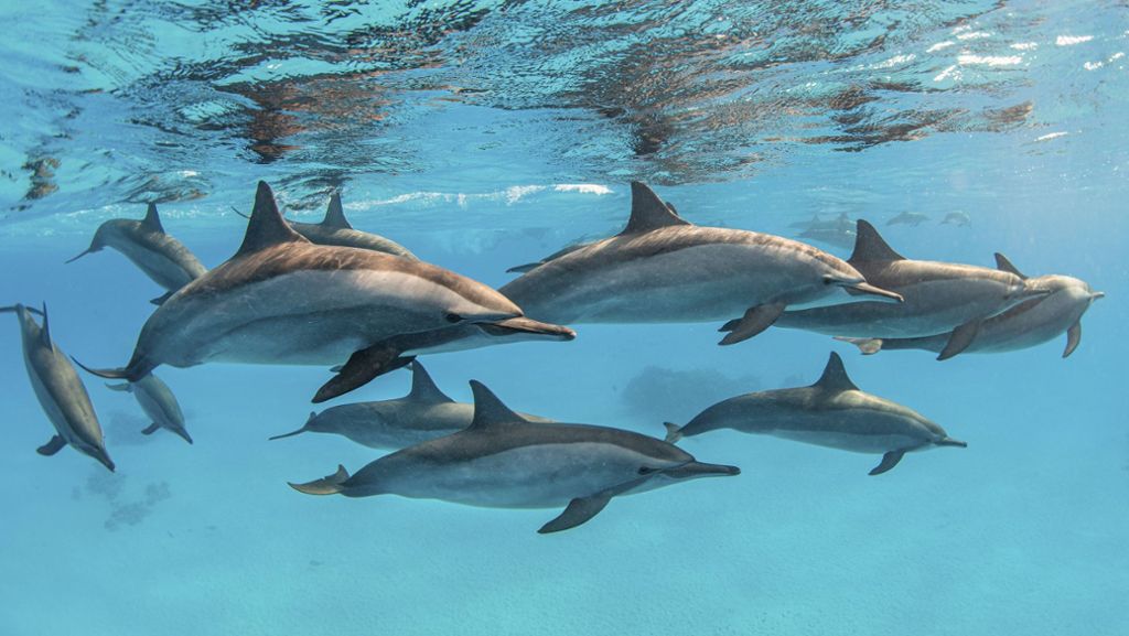 Delfin-Wahnsinn im Video: Gruppe mit 1000 Tieren vor der Küste Kaliforniens gesichtet
