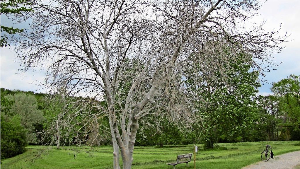 Gespinstmotte auf den Fildern: Ein weißer Schleier für einst grüne Bäume