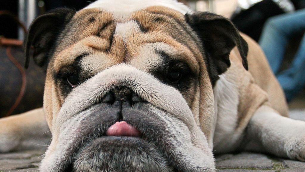 Tierquälerei in München: Bulldogge stirbt bei Hitze auf Balkon