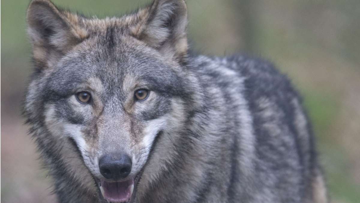 Wildtiere in Baden-Württemberg: Noch einen Wolf zieht es in den Südwesten
