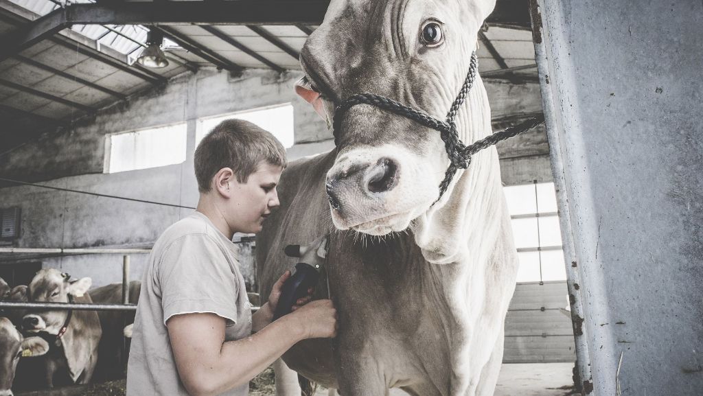 Der 14-jährige Kuh-Friseur: Styling für das Rind