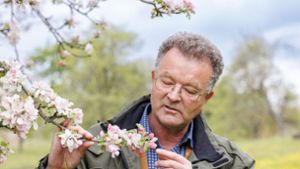 Obstanbau im Kreis Böblingen: Apfelblüten trotzen den Frostnächten
