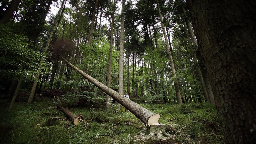 Waldbrandgefahr im Rems-Murr-Kreis: Forstdirektor wünscht sich Regen