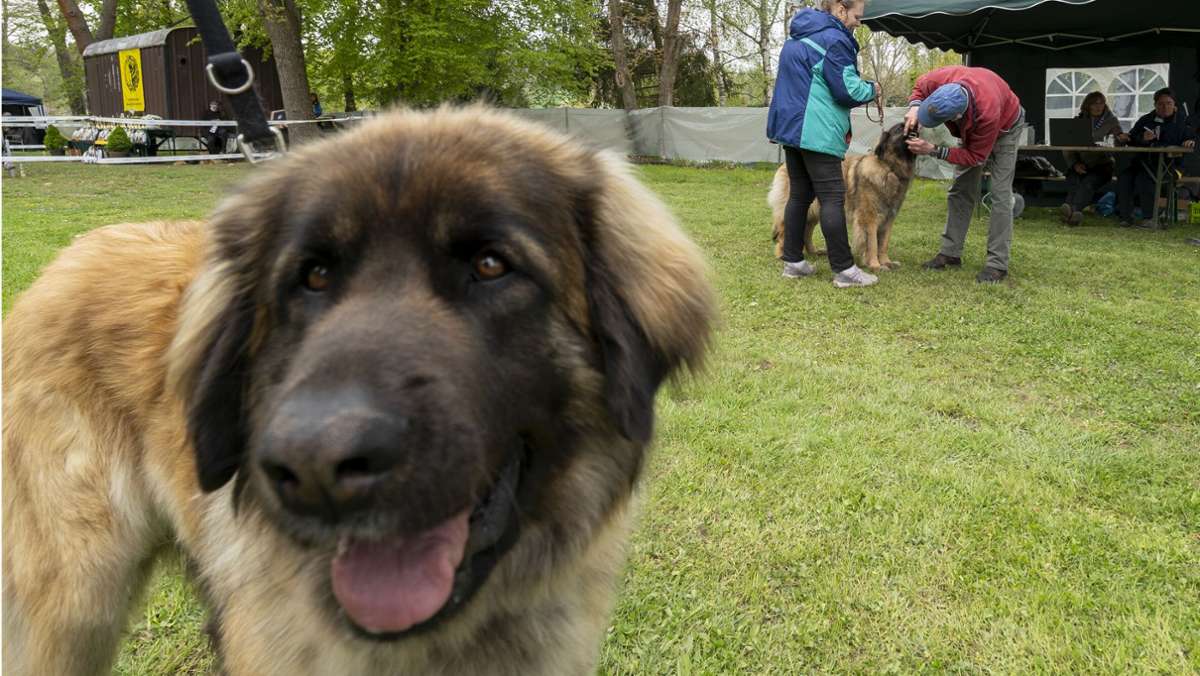 Neue Tierschutzverordnung: Sind Leonberger  Hunde eine  Qualzucht?