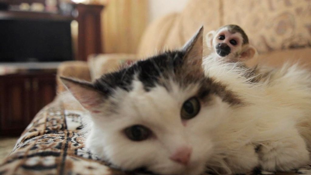 Russland: Katze „adoptiert“ Totenkopfäffchen