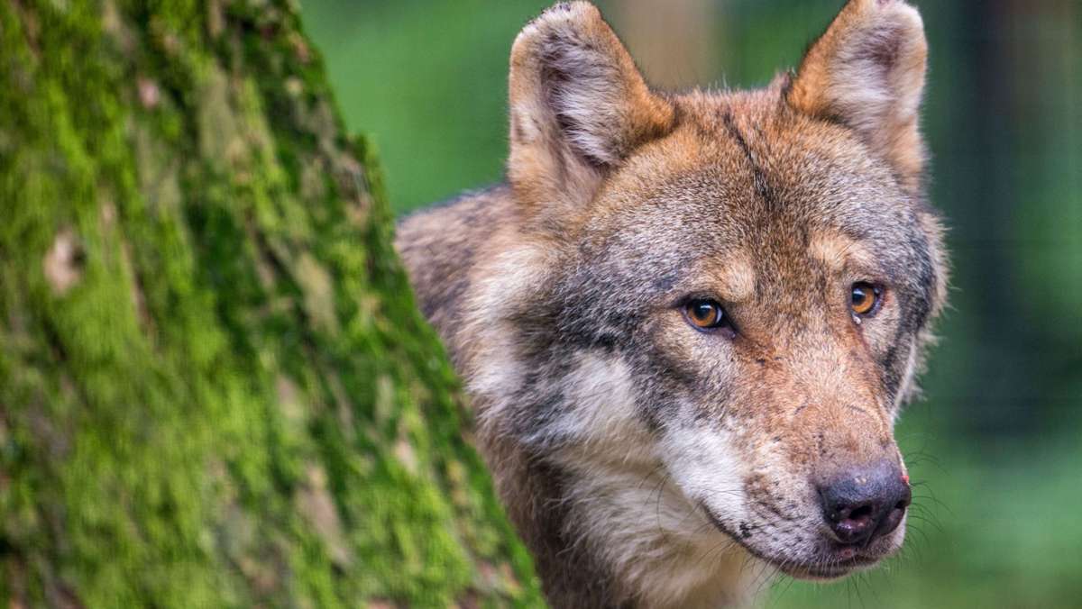 Odenwald: Tote Schafe gehen auf Konto eines Wolfs