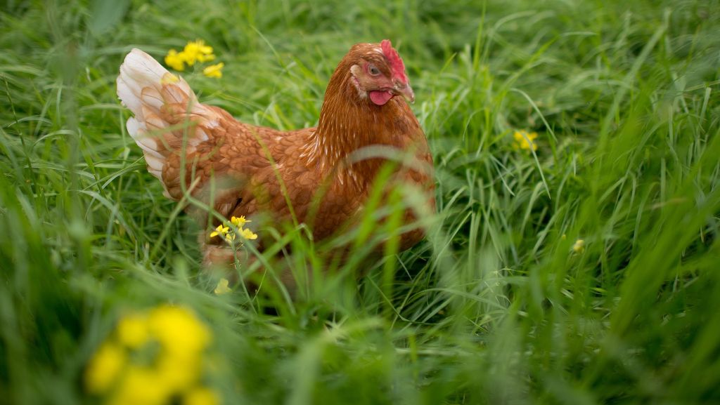 Eier-Skandal: Das Huhn als Haustier