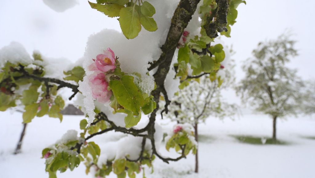 Wetter im Südwesten: Blüten leiden unter Schneelast und Kälte