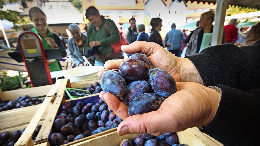 Zwetschgenmarkt in Neidlingen: Die blauen Früchte machen sich  rar
