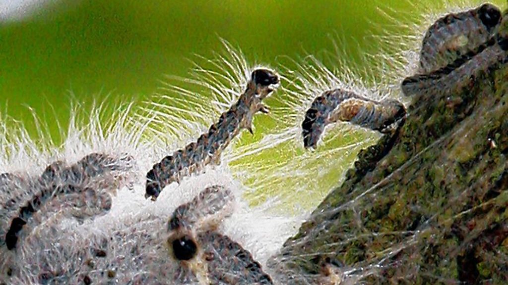 Eichenprozessionsspinner auf den Fildern: Vereinzelt giftige Raupen gesichtet