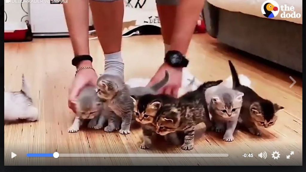 Facebook-Video mit Katzen-Babys: Wie ein Sack Flöhe