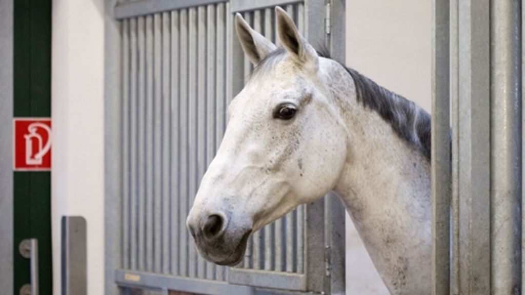 Freiburger Polizei löst Soko „Koppel“ auf: Keine Spur vom Pferdeschänder