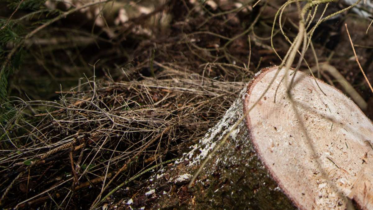 Angeblich geschredderte Füchse: Ermittlungen gegen Waldarbeiter eingestellt