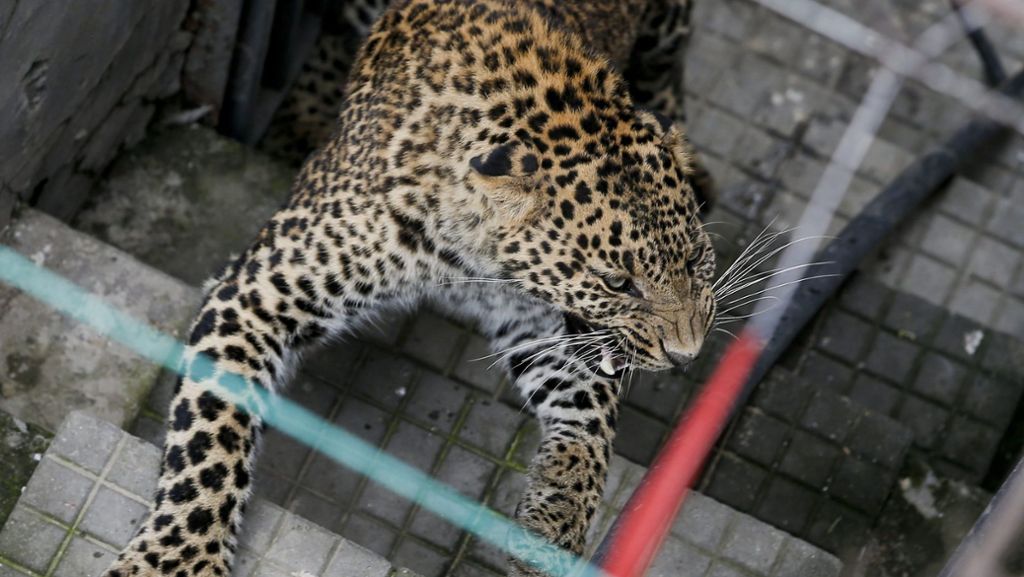 Wilder Leopard auf Rollfeld: Flughafen von Kathmandu muss kurzzeitig schließen