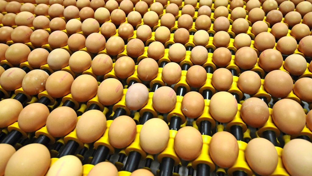 Mit Salmonellen belastete Eier: Das genaue Ausmaß ist noch unklar