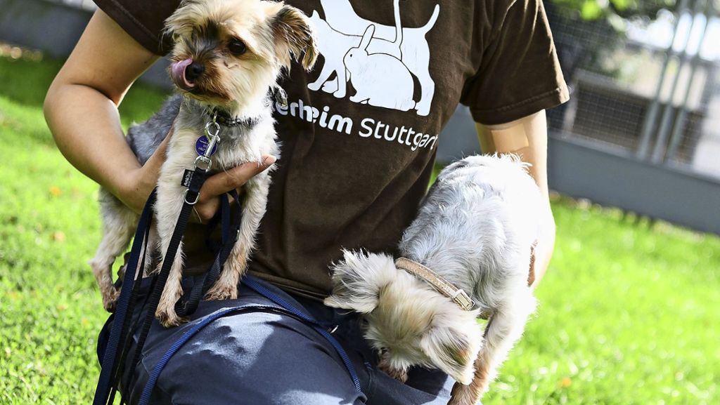 Stuttgart-Hedelfingen: Zwei Yorkshire-Terrier ausgesetzt