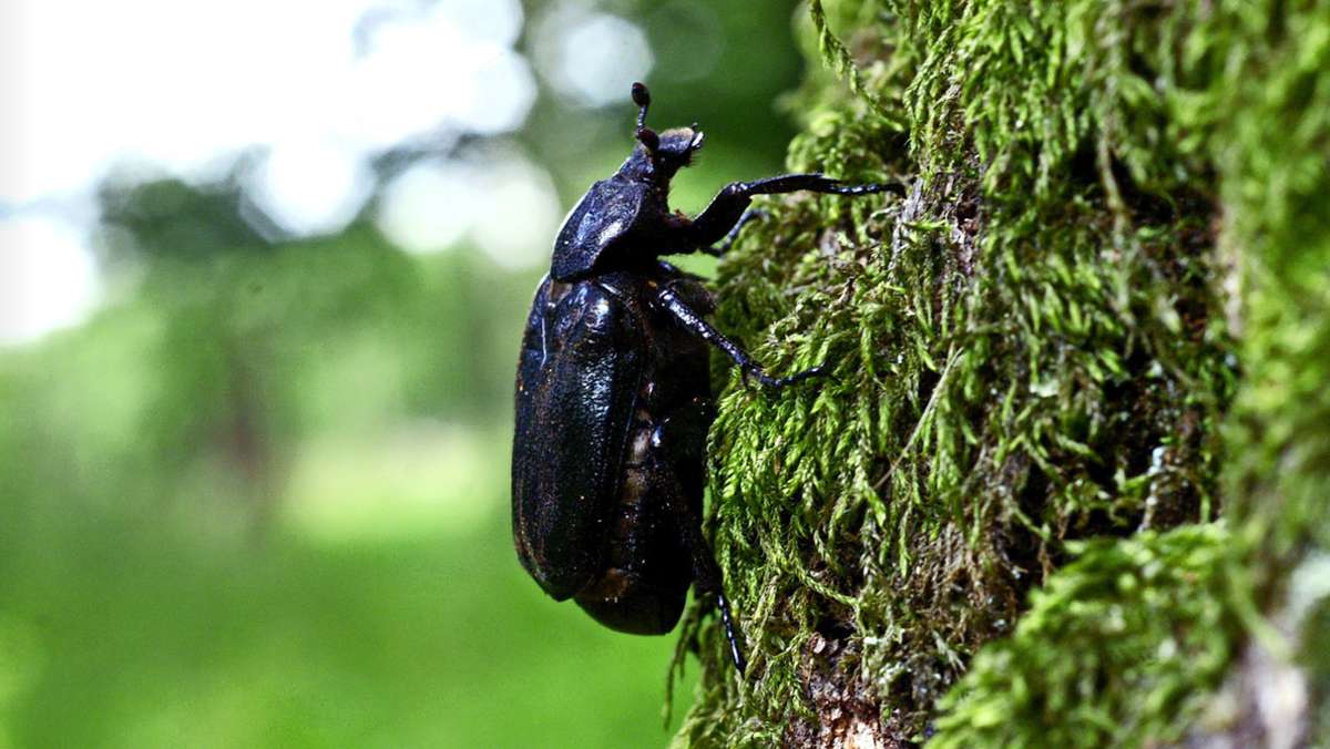Käferforscher aus Hohenheim: Hunderte Tierchen bewohnen eine Eiche