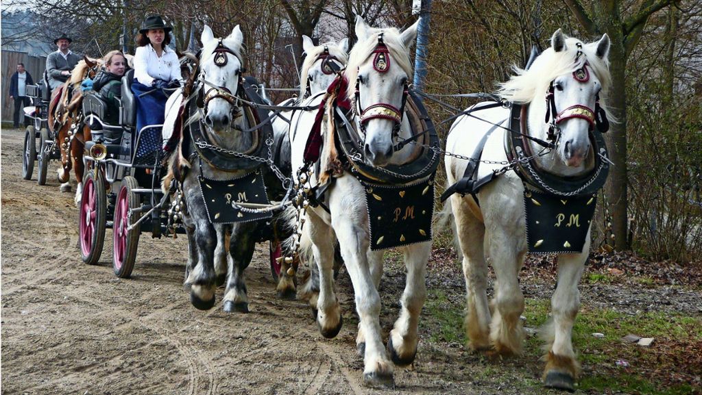 Pferdemarkt in Filderstadt-Bernhausen: Hier kommen Pferdenarren auf ihre Kosten