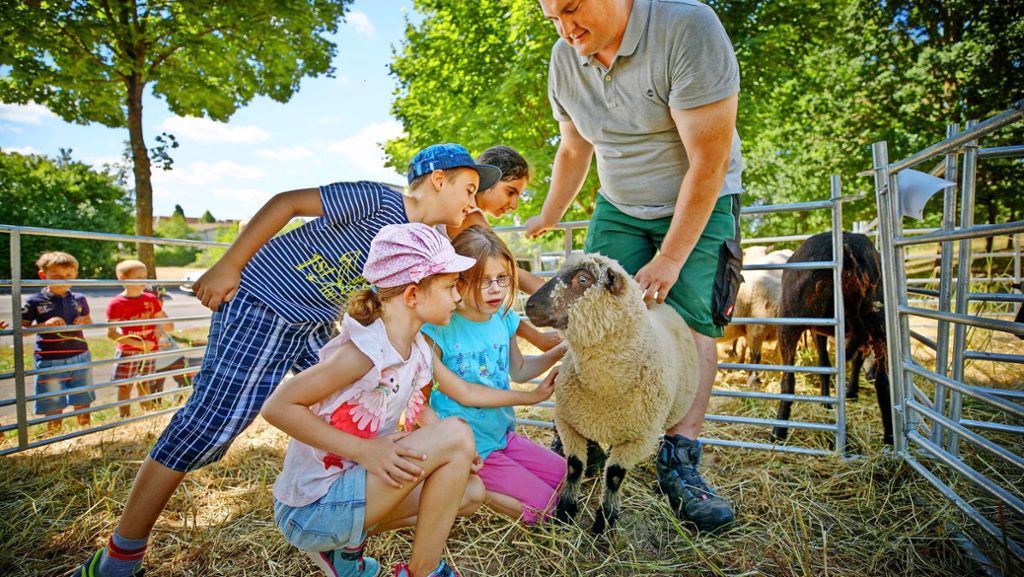 Schafe beweiden städtische Flächen in Backnang: Rasenmäher auf vier Beinen