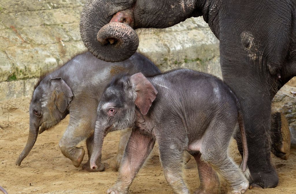 Gemeinsam mit den anderen Elefanten durfte der kleine Elefant zum ersten Mal das Gehege erkunden.