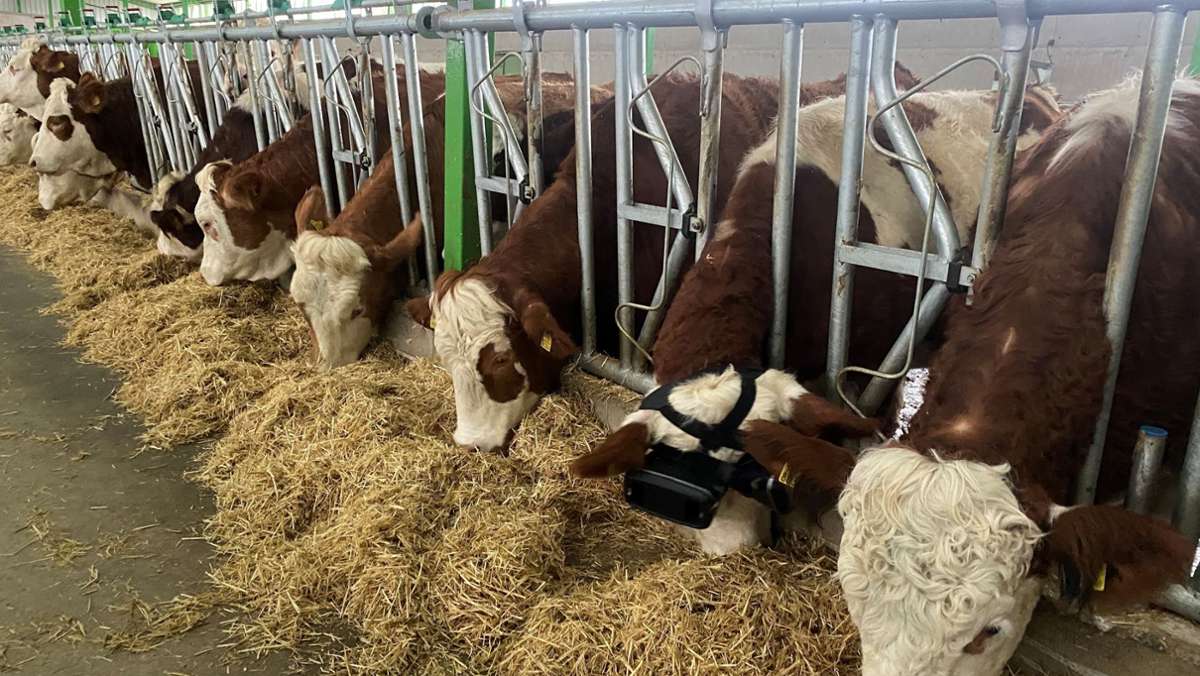  Ein Leben auf der grünen Weide, dazu Musik von Mozart und Beethoven – das gaukelt ein Bauer in der Türkei seinen Kühen mit VR-Brillen vor. Tierschützer stehen dem kritisch gegenüber. 