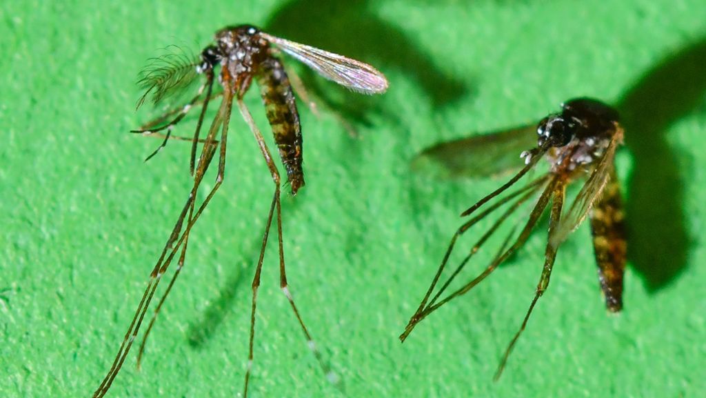 Grippetypische Symptome: Tigermücke überträgt erstmals Chikungunya-Virus in Spanien