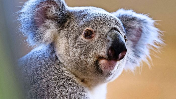 Wie niedlich! Wilhelma möchte Koalas zeigen
