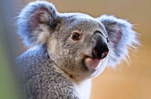 Wie niedlich! Wilhelma möchte Koalas zeigen