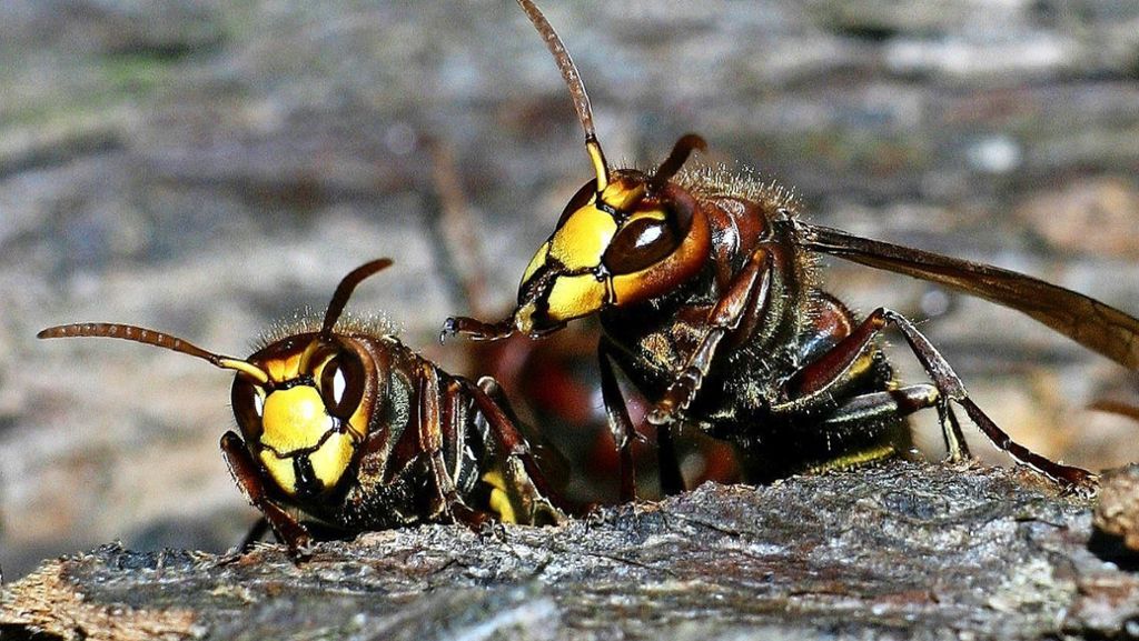 Insekten im Rems-Murr-Kreis: Die Falken unter den Wespen
