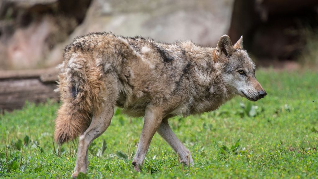  Anfang Juli wurde der so genannte Schluchsee-Wolf erschossen. Ein Bündnis aus Naturschutzverbänden will zur Aufklärung des Falls beitragen – der Landesjagdverband kritisiert das Vorhaben. 