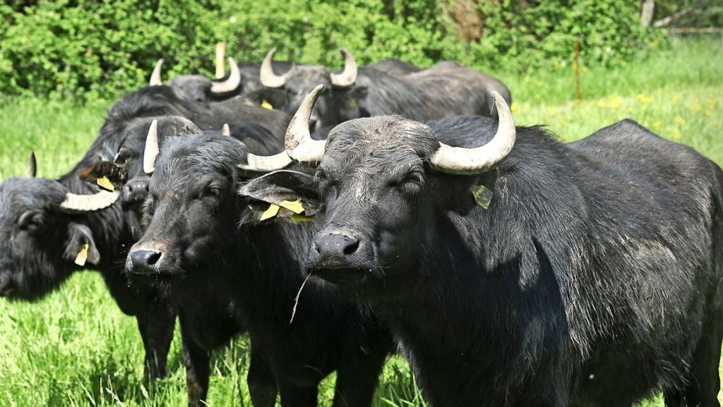 Landschaftspflege im Kreis Ludwigsburg: An der Bottwar sind die Büffel los