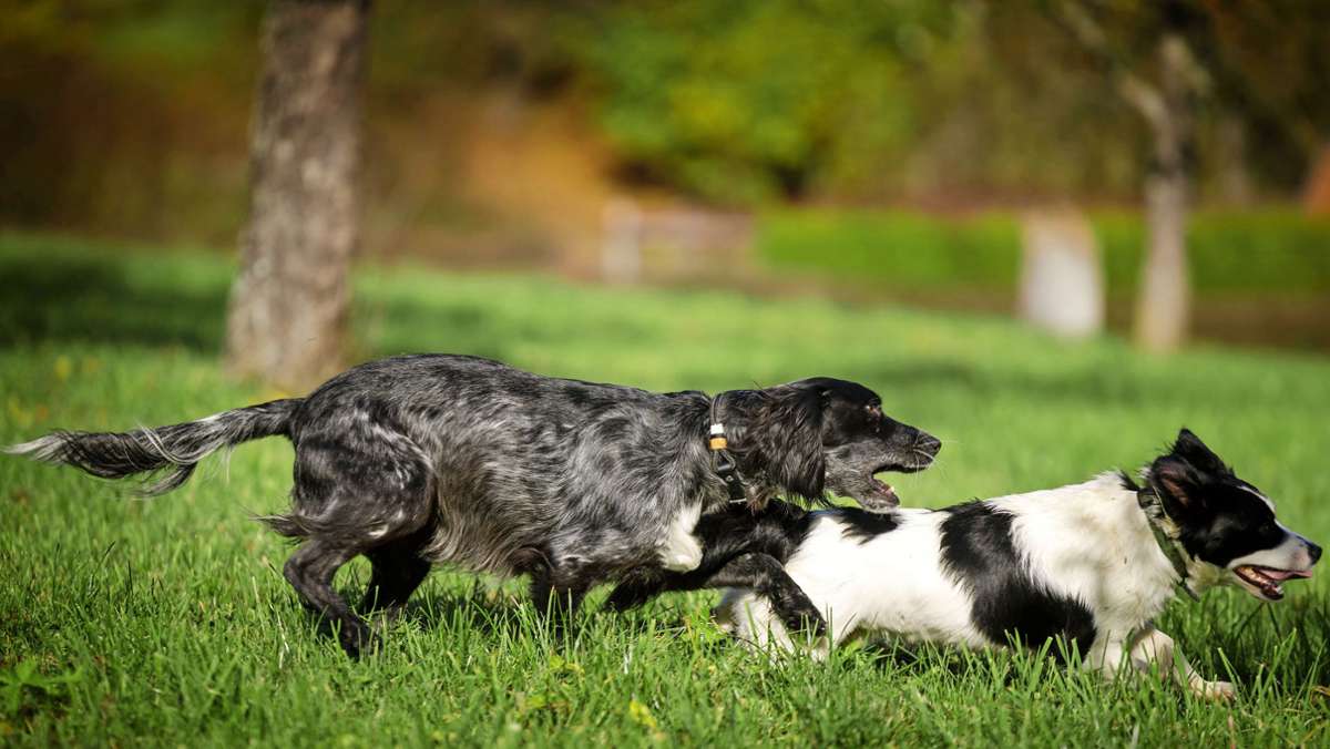  Ob in Wald, Flur oder Feld: einige Gemeinderäte fordern einen generellen Leinenzwang in Waiblingen. Das löst Ärger aus, Tierbesitzer befürchten Schlimmes. Was sagt eine Hundeexpertin dazu? 