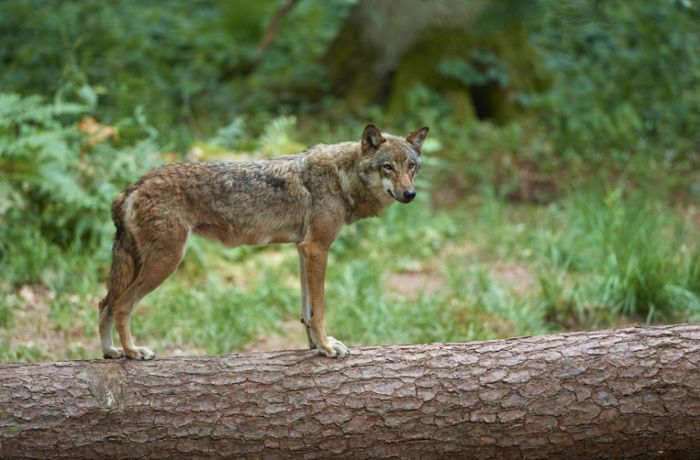 Umweltministerin Steffi Lemke will Abschuss von Wölfen erleichtern
