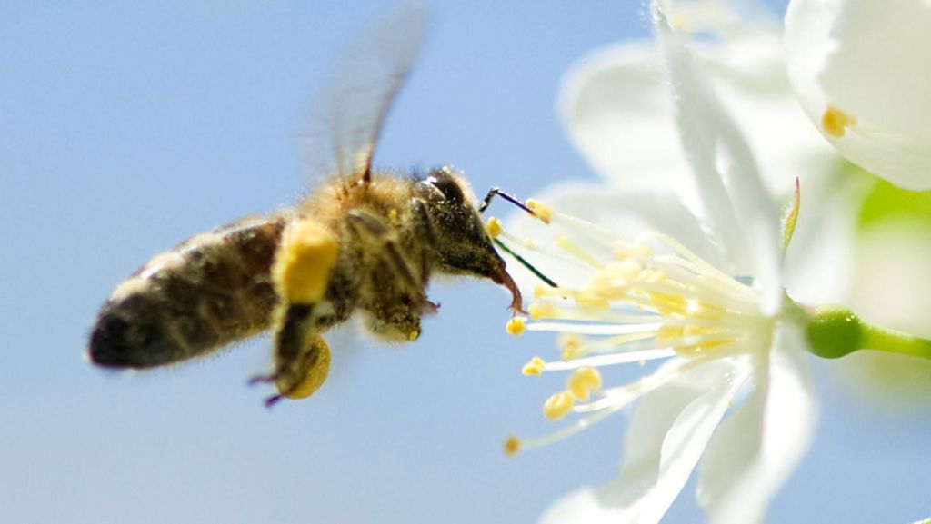 Bilanz zum Bienenjahr: Honigproduktion auf den Fildern massiv eingebrochen