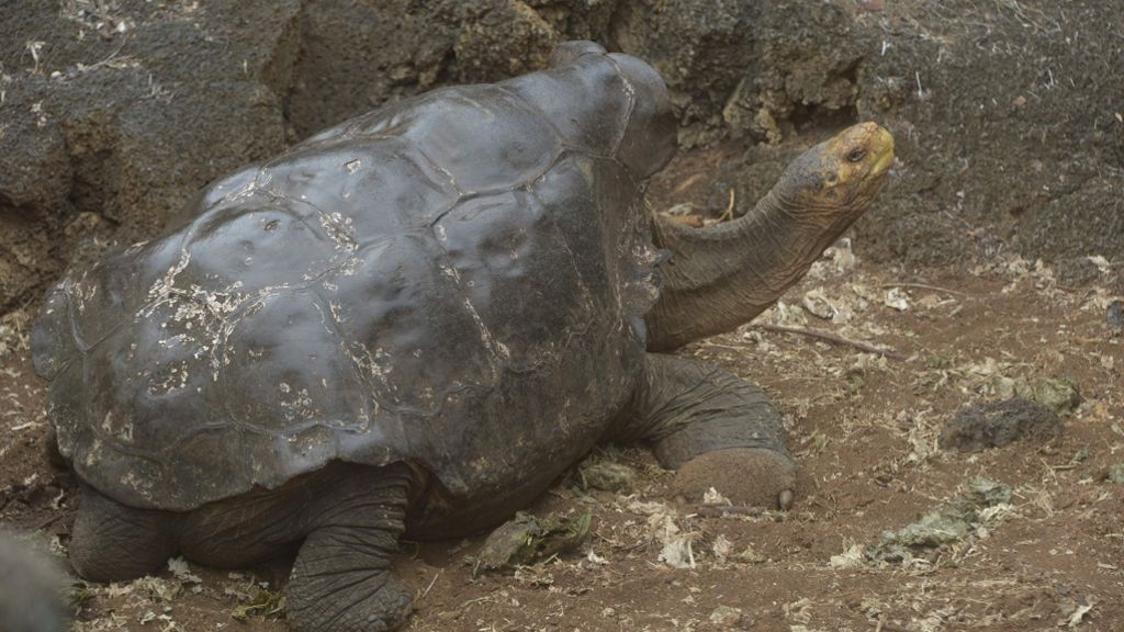 Sexsüchtige Riesenschildkröte: Diego bewahrt seine Gattung vor dem Aussterben