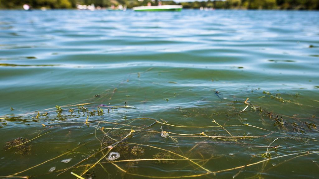 Gewässer in Stuttgart: Gibt es einen Plan für den Max-Eyth-See?
