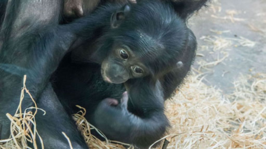 Stuttgarter Wilhema: Bonobo-Baby Koseka stirbt an Lungenentzündung