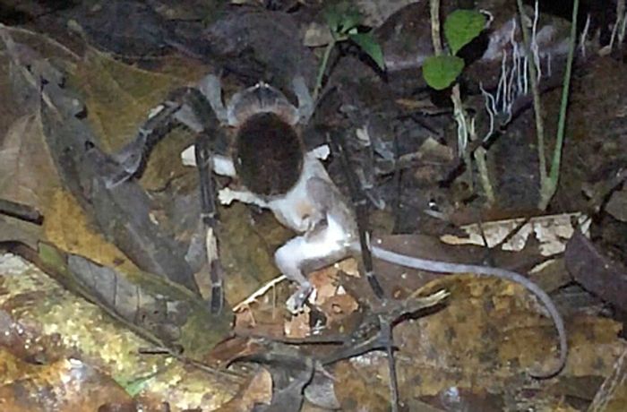 Tellergroße Vogelspinne: Erstmals beobachtet – Spinne tötet Säugetier
