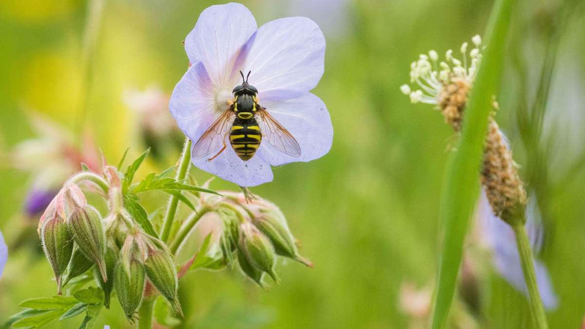 Kommentar: Fauler Kompromiss beim Insektenschutz